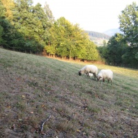 Pastvina v Oznici, v pozadí Klenov I.
